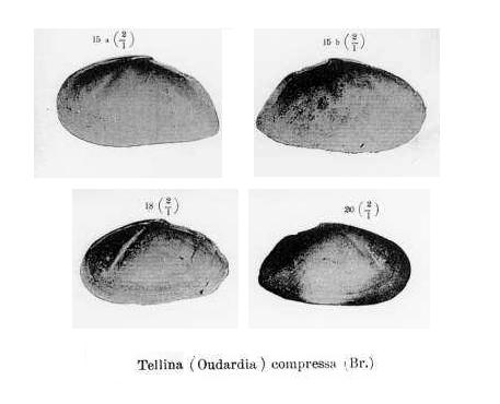 Tellina compressa (Brocchi, 1814)  - Pliocene - Astigiano